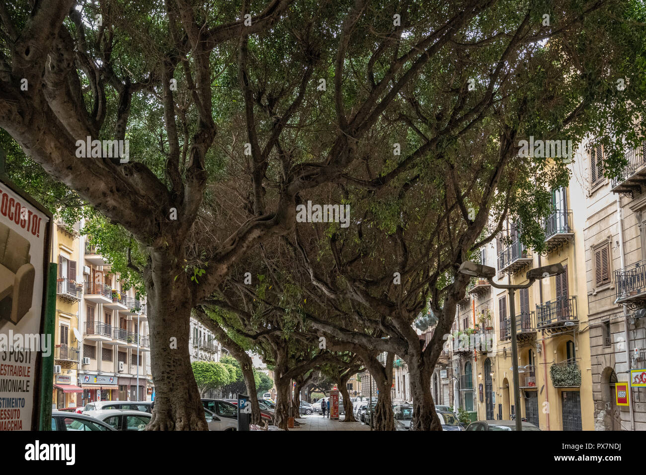 Alberi intrecciati in strada, Palermo, Sicilia Foto Stock