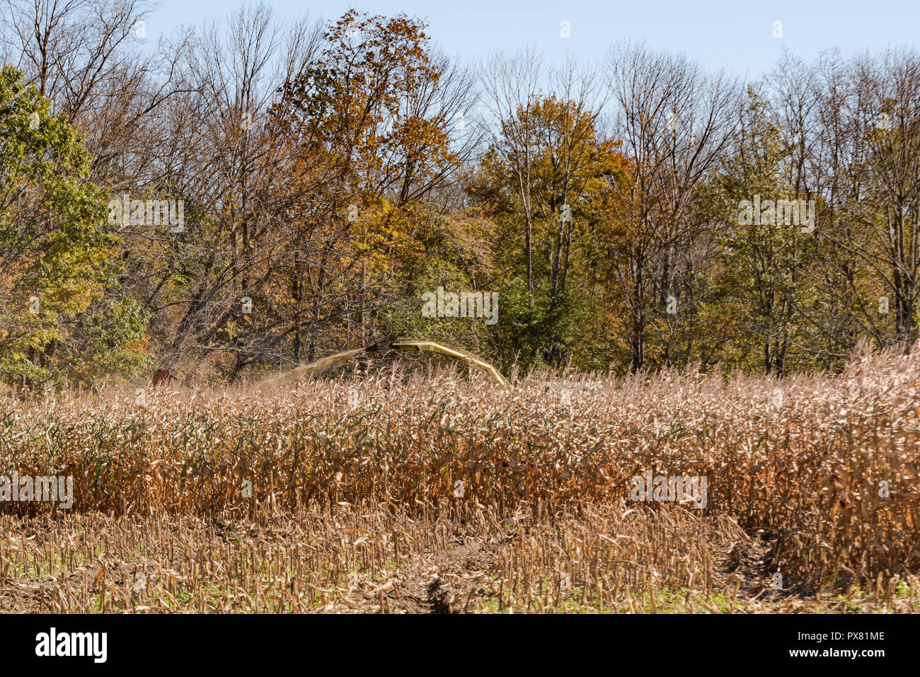 Raccolta del mais nel nord del New England con il braccio della foraggera visibile sopra cime del grano come scarica il kernel Foto Stock