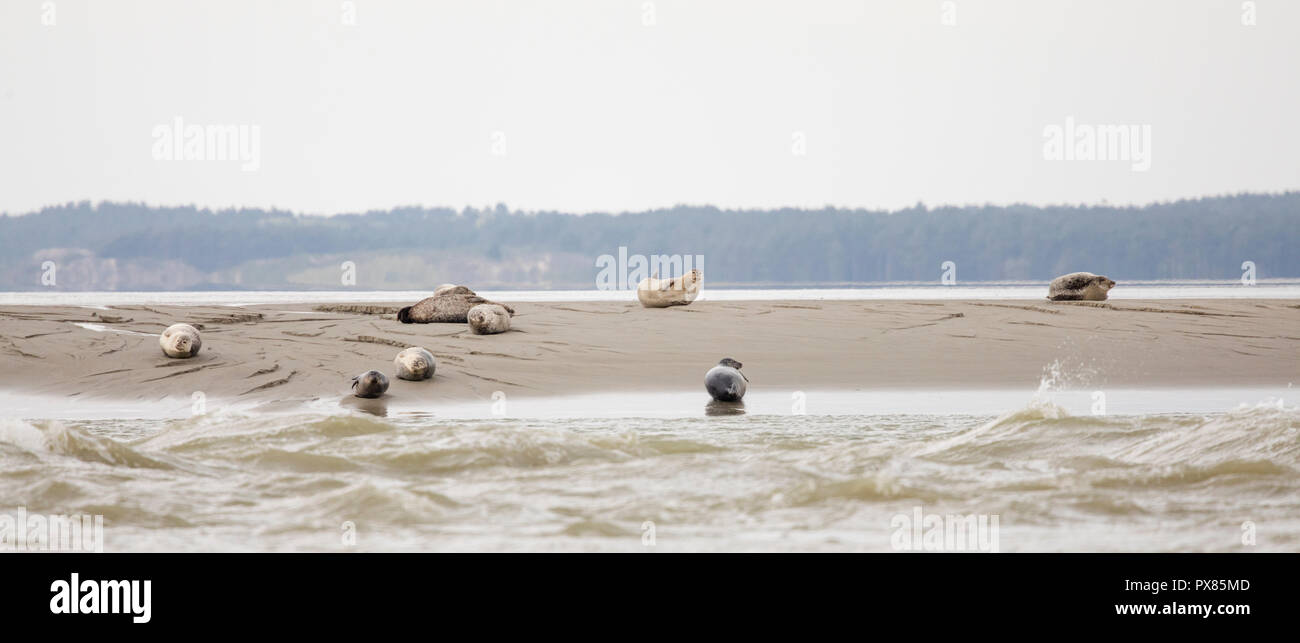 Guarnizioni di tenuta sulla sabbia, Pointe du Hourdel, Piccardia, Francia Foto Stock