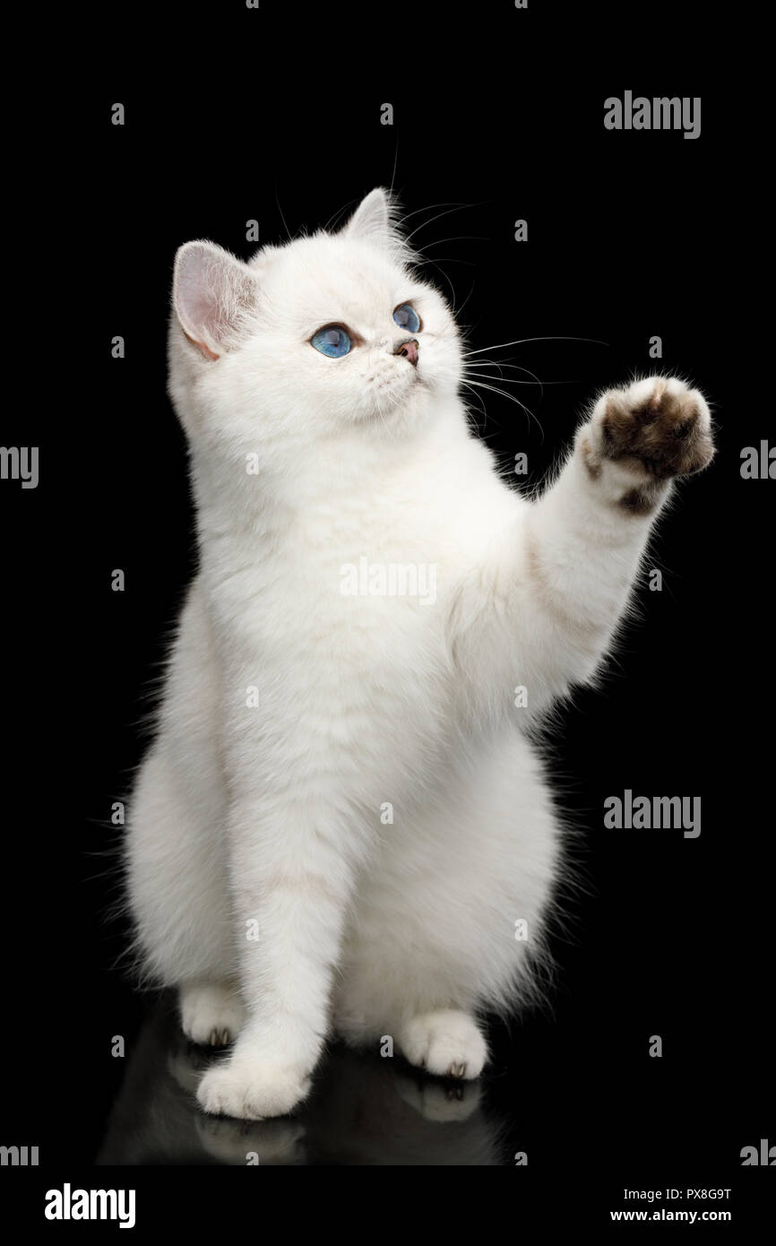 Giocoso Britannico gatto bianco con gli occhi blu, la seduta e la cattura di zampa con giocattolo isolato su sfondo nero, vista frontale Foto Stock