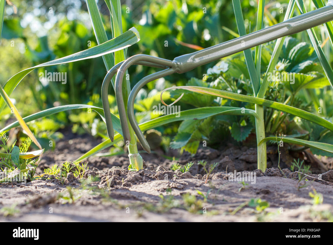 Close-up di piccolo giardino a mano rake viene allentando il suolo intorno all'aglio verde Foto Stock