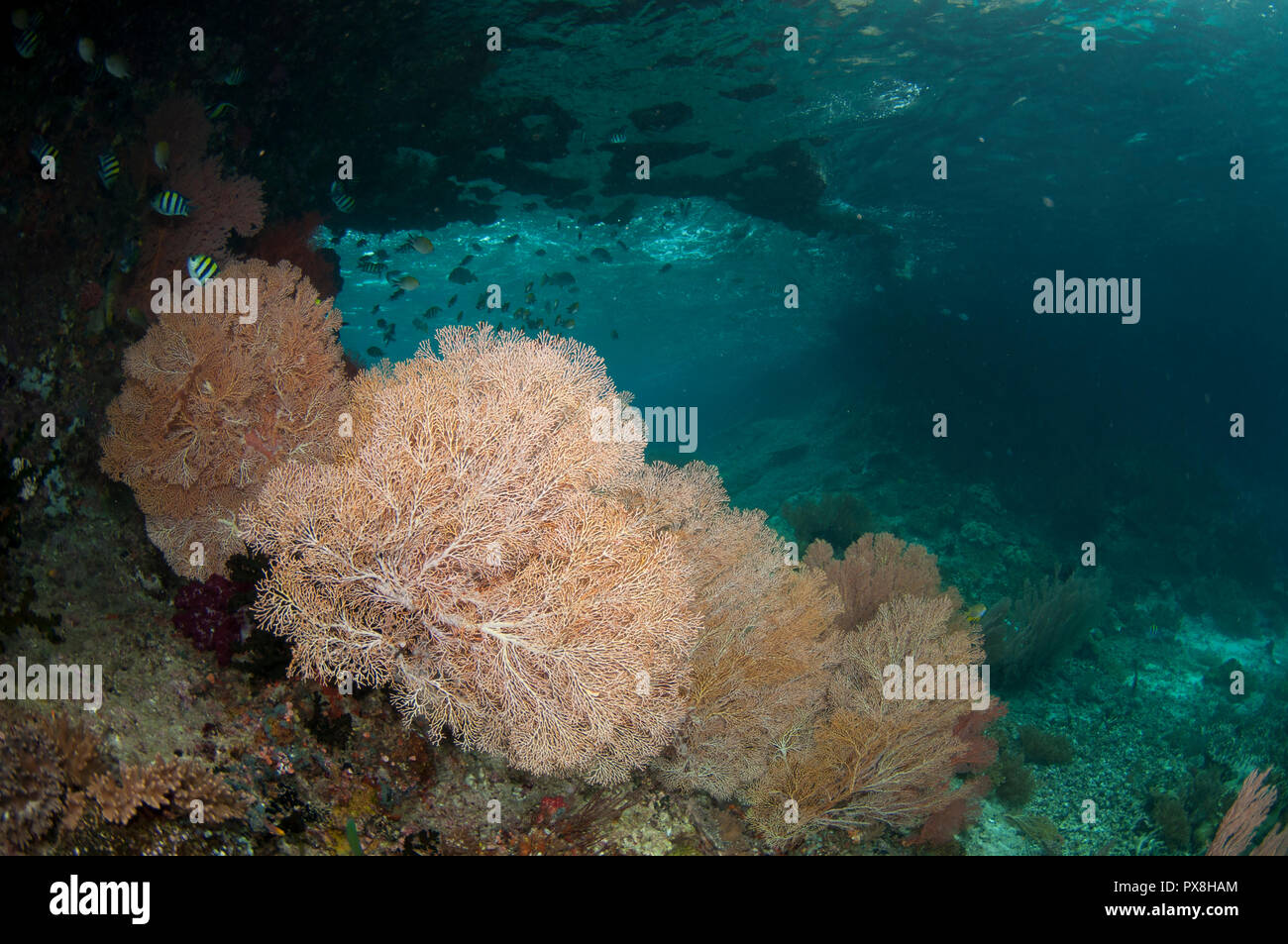 Indo-pacifico sergente castagnole, Abudefduf vaigiensis, con ventilatore di mare (Melithaea sp.) dalla finestra, Batu Rufos sito, Penemu Isola, Raja Ampat, Indonesia Foto Stock
