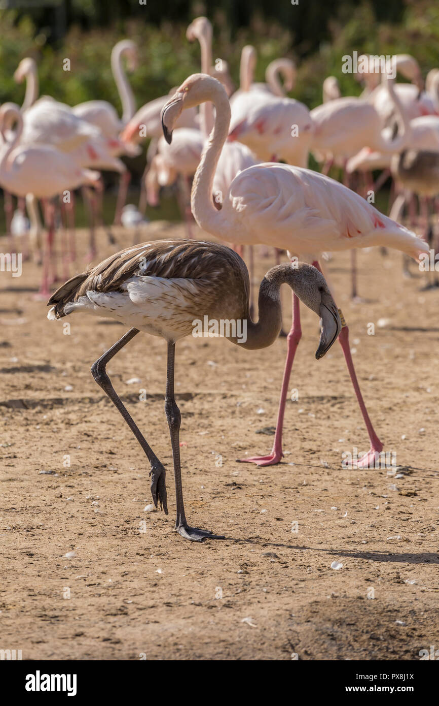 Fenicottero maggiore a Slimbridge Foto Stock
