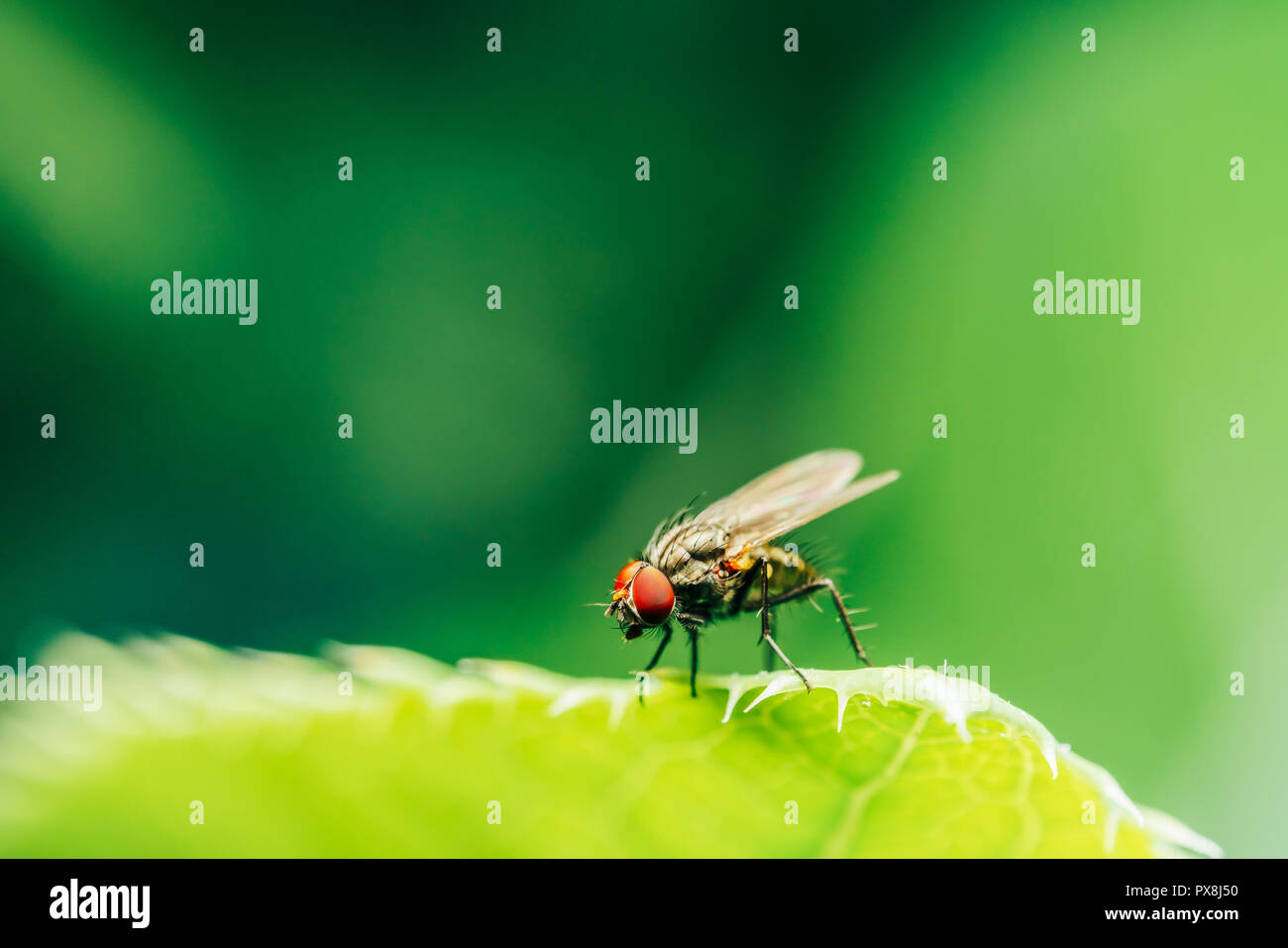 Housefly su una foglia in giardino Foto Stock