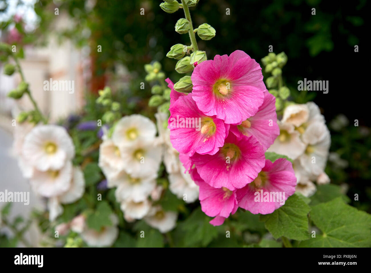 Un abbondanza di estate Hollyhock fiori a Cley accanto al mare, Norfolk, Inghilterra Foto Stock