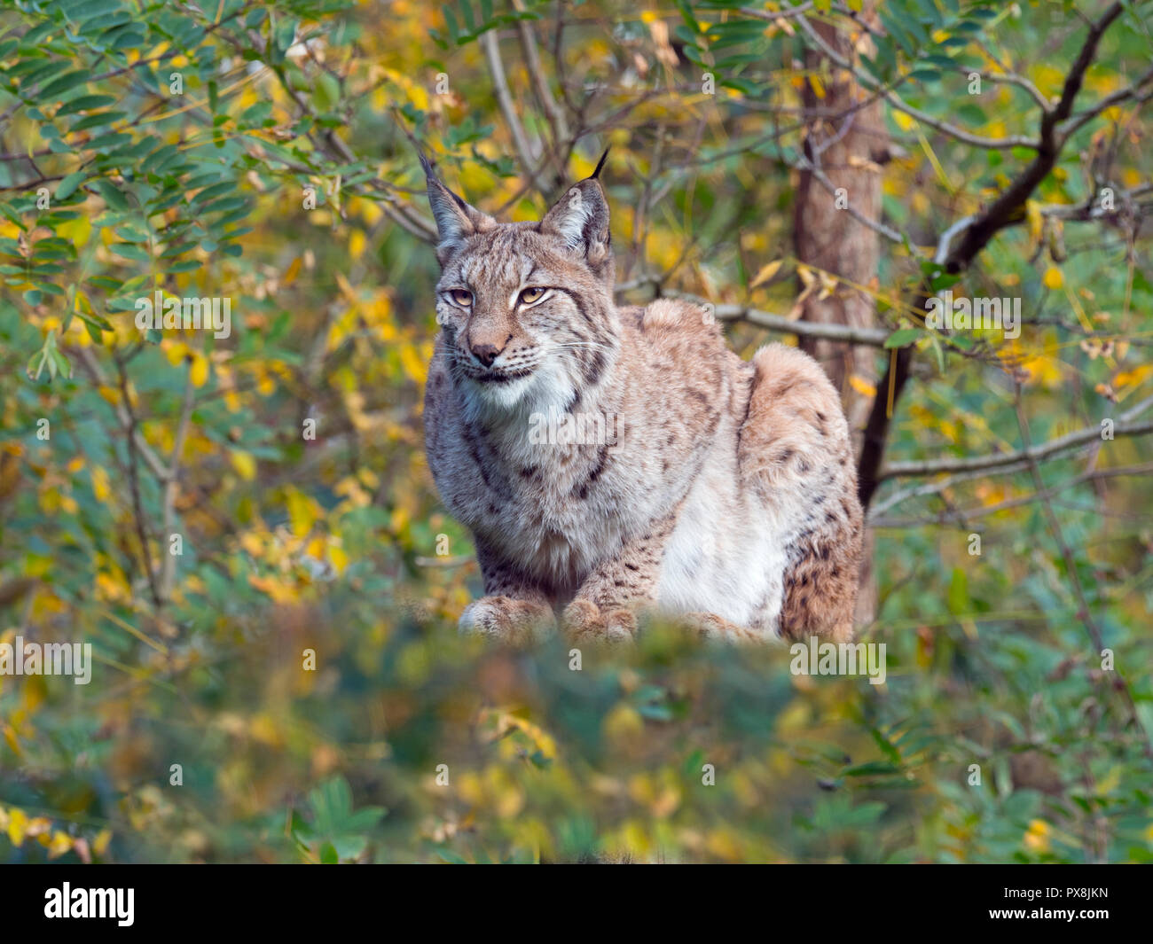 Eurasian (Lynx Lynx lynx) Captive fotografia Foto Stock