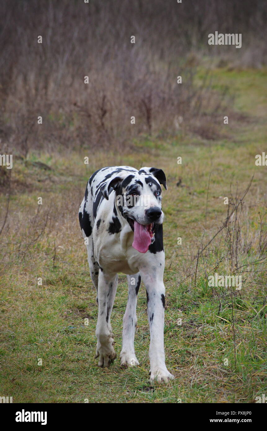 Arlecchino Alano cane all'esterno la riproduzione e chiedersi Foto Stock