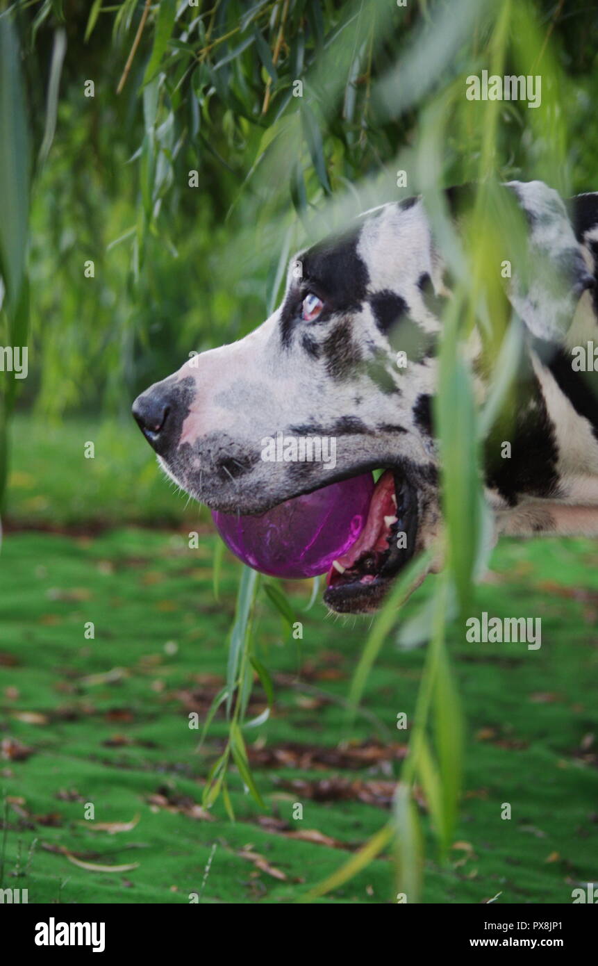 Arlecchino Alano cane all'esterno la riproduzione e chiedersi Foto Stock