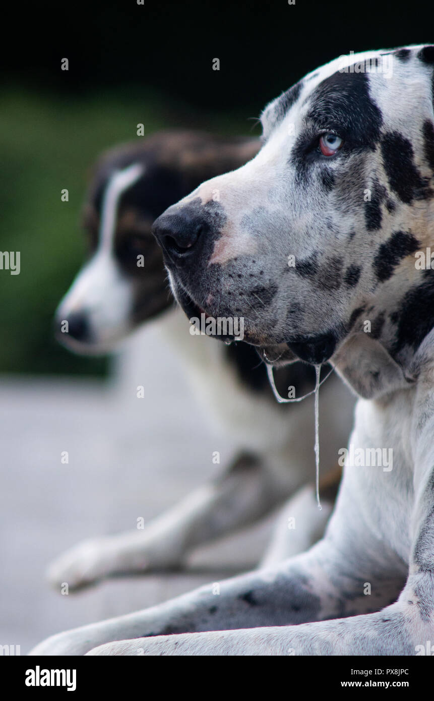 Harlequin Great Dane dog sitter su un marciapiede Foto Stock