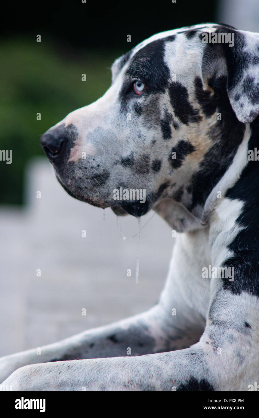 Harlequin Great Dane dog sitter su un marciapiede Foto Stock