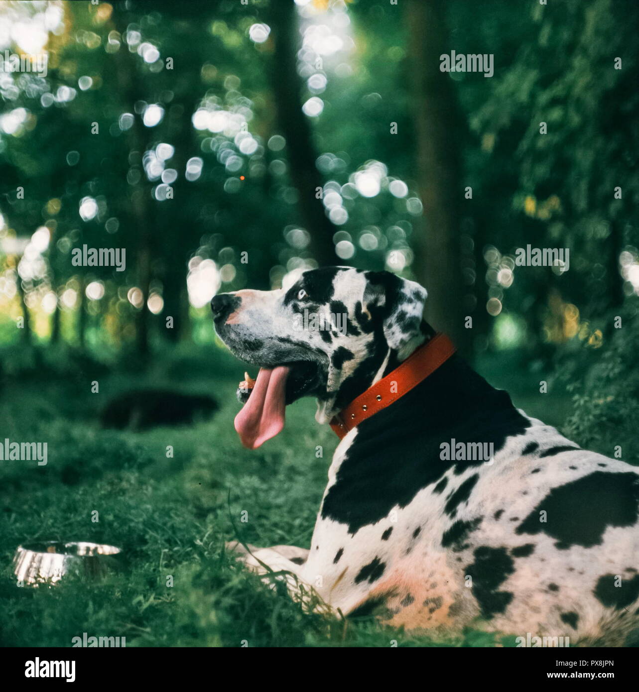 Harlequin Great Dane dog sitter su prato Foto Stock