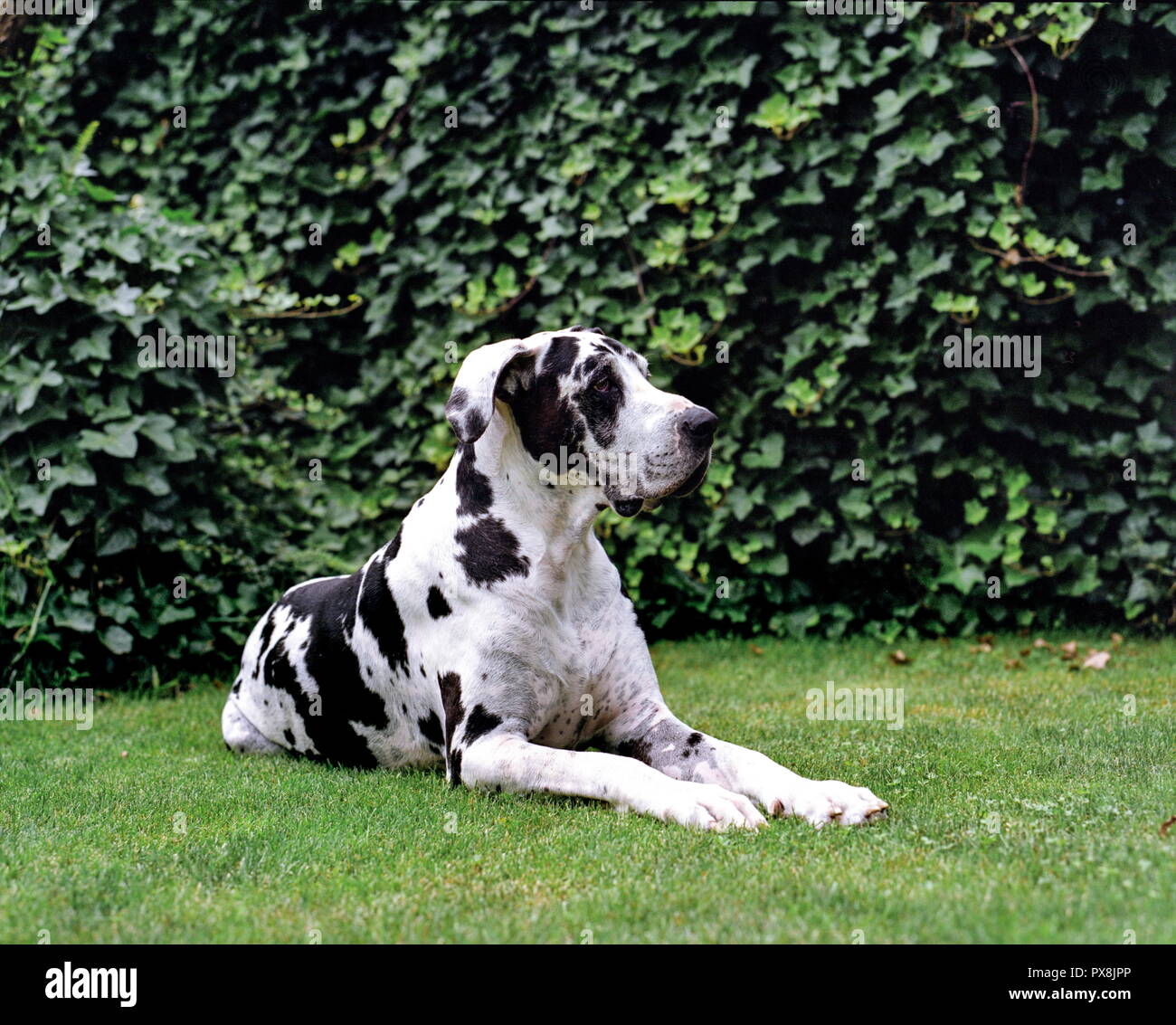 Harlequin Great Dane dog sitter su prato Foto Stock