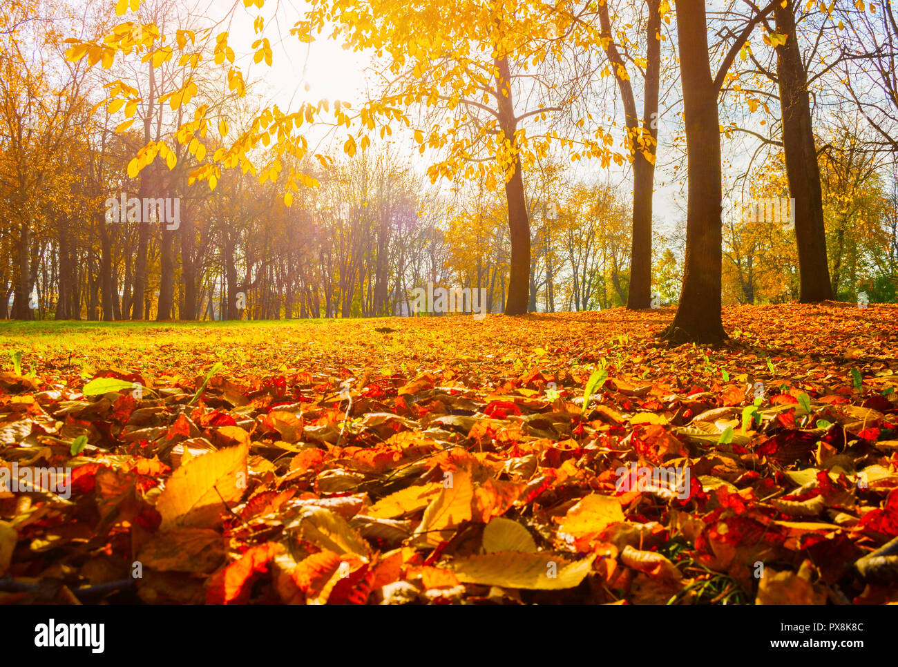 In autunno gli alberi in autunno soleggiata park illuminato dalla luce del sole - sunny autumn landscape in condizioni di luce solare intensa. Autunno park sunny scena Foto Stock