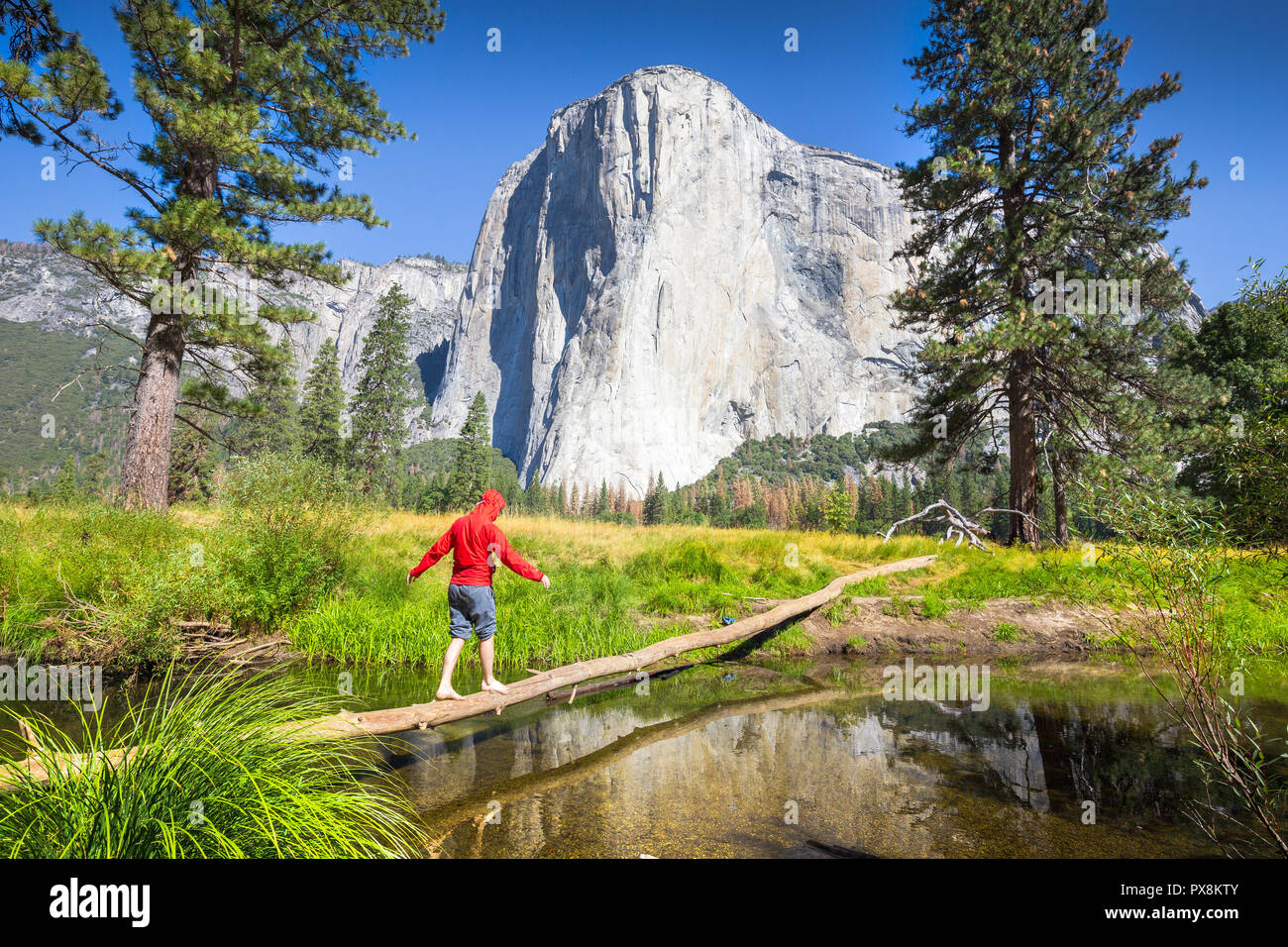 Un escursionista è basculante su un albero caduto su un affluente del fiume Merced nella parte anteriore del famoso El Capitan arrampicata su roccia vertice di scenic Yosemite Valley Foto Stock