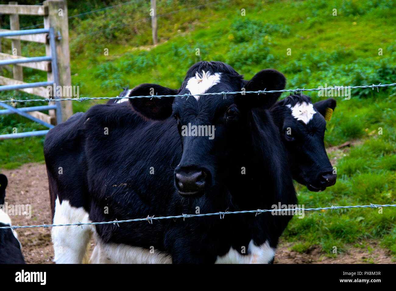 Croste in una penna Foto Stock