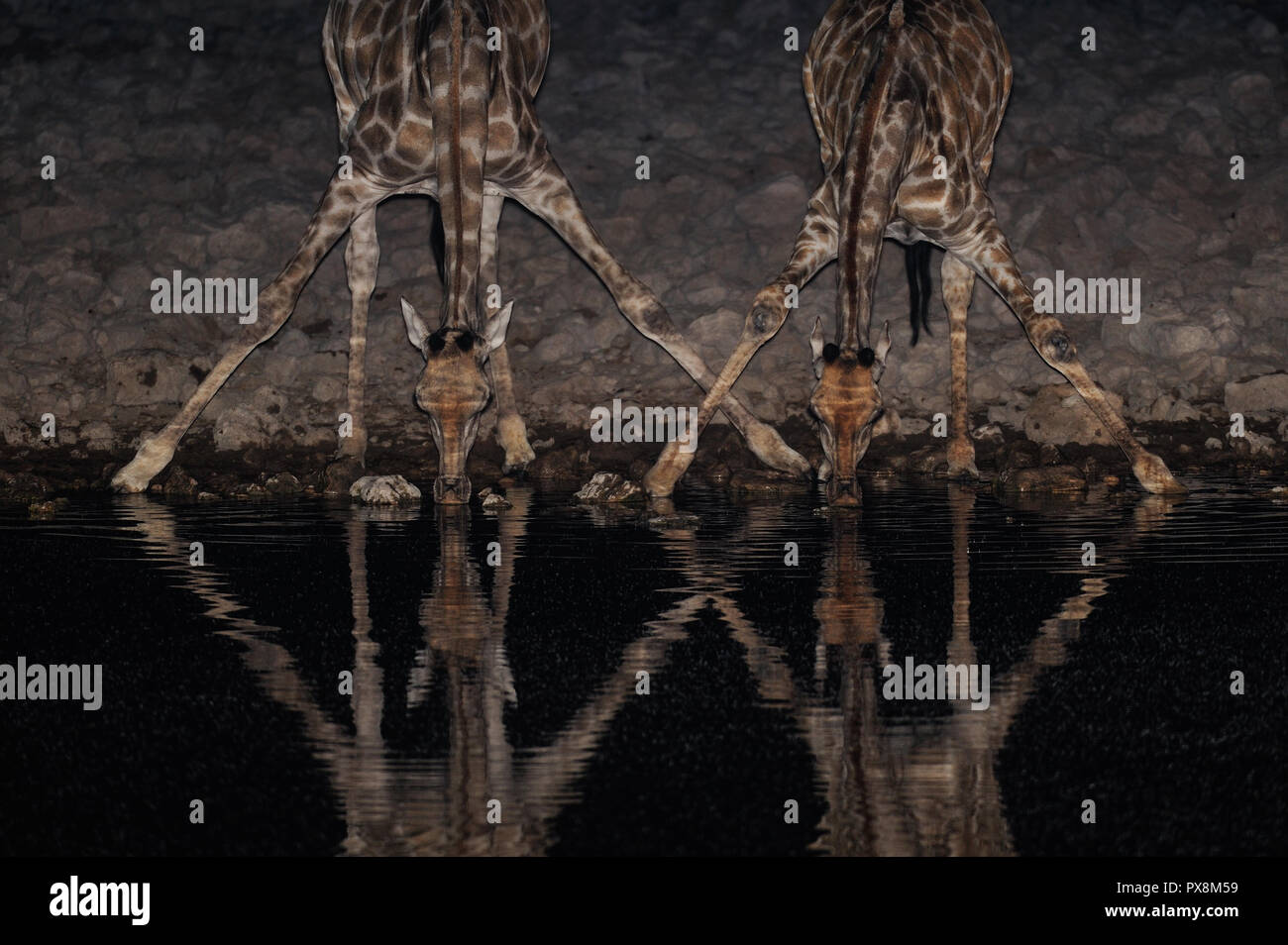 Due giraffe bere su un fiume di notte, etosha nationalpark, Namibia, (giraffa camelopardalis) Foto Stock