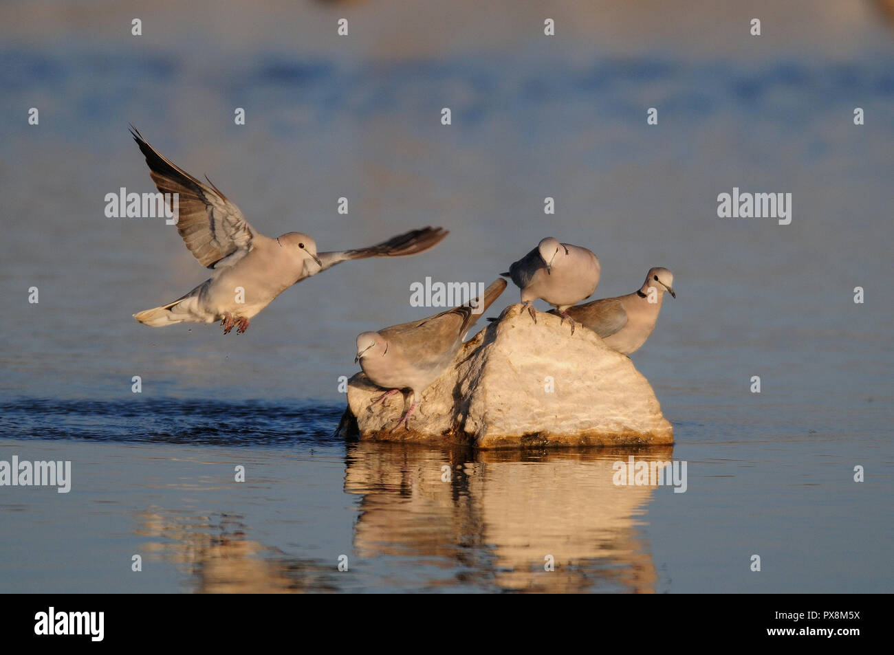 Capo Tortora bere su un waterhole, etosha nationalpark, Namibia,(streptopelia capicola) Foto Stock