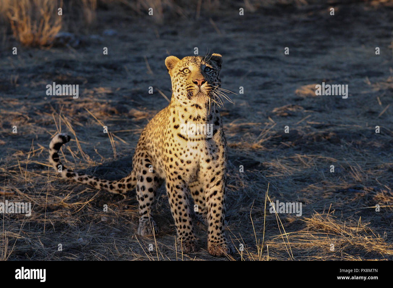 Leopard è in cerca di catturare, Namibia, (panthera pardus) Foto Stock