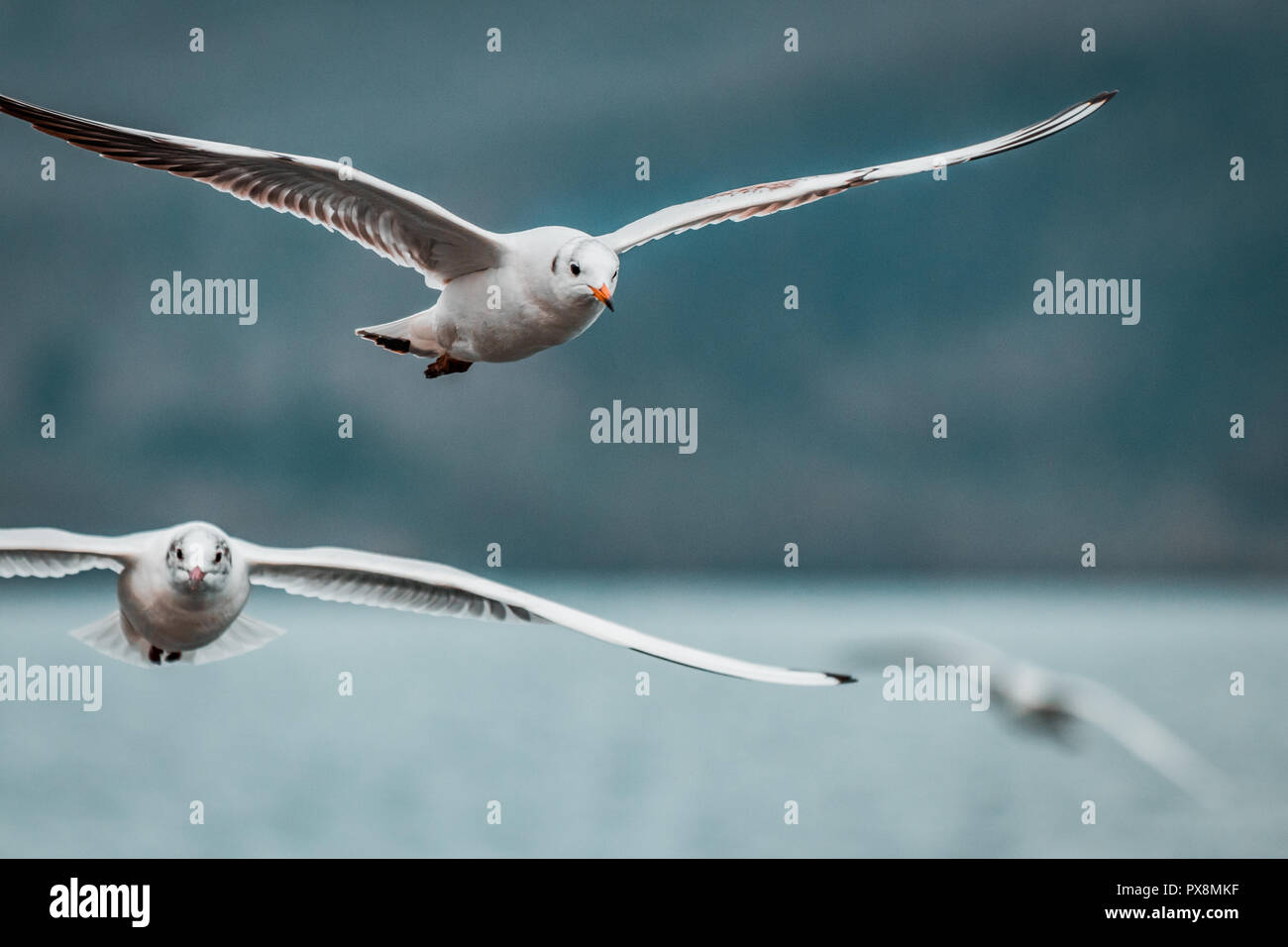 Enorme gregge di bianco ridere i gabbiani su un grigio e tempestoso moody giorno. Illuminazione scuro sul pomeriggio invernale, coste italiane e il lago di paesaggio. Cinemat Foto Stock