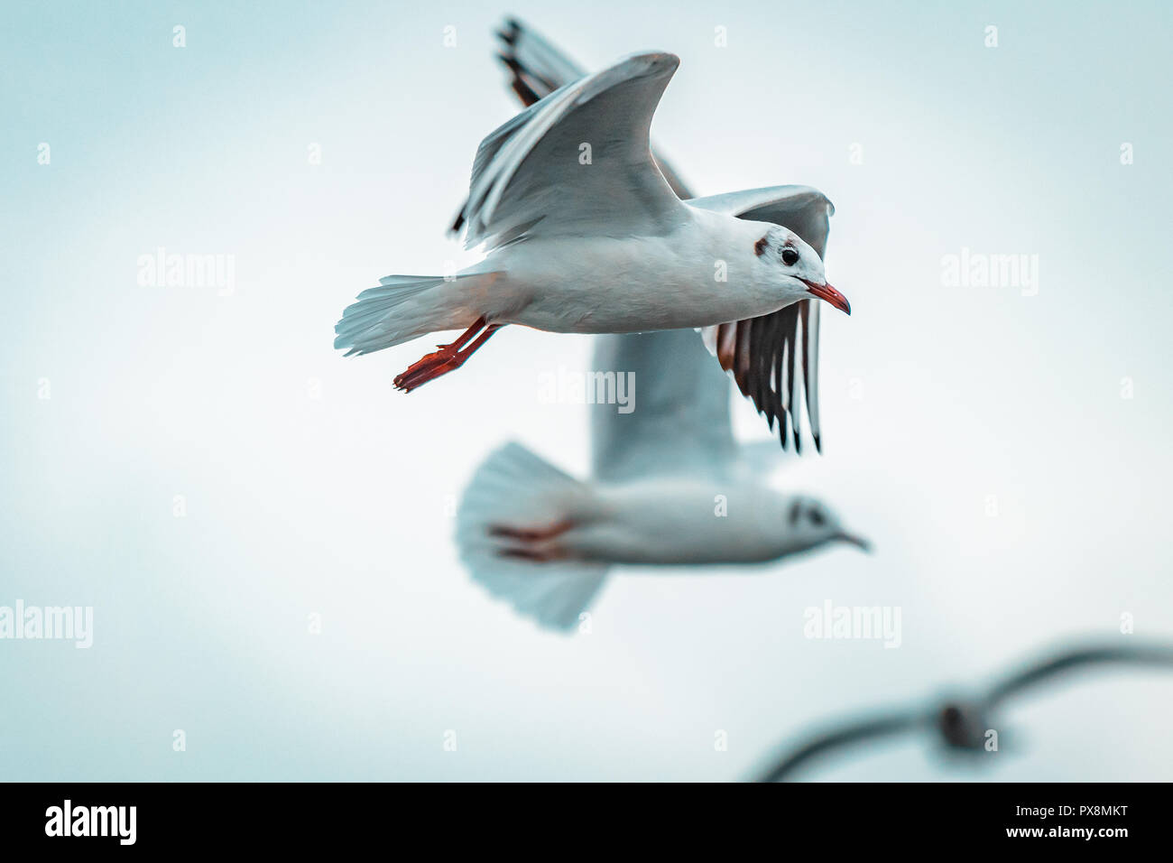 Enorme gregge di bianco ridere i gabbiani su un grigio e tempestoso moody giorno. Illuminazione scuro sul pomeriggio invernale, coste italiane e il lago di paesaggio. Cinemat Foto Stock
