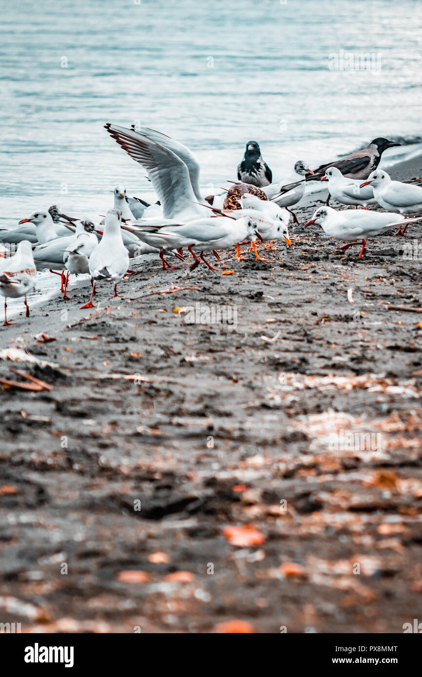 Enorme gregge di bianco ridere i gabbiani su un grigio e tempestoso moody giorno. Illuminazione scuro sul pomeriggio invernale, coste italiane e il lago di paesaggio. Cinemat Foto Stock