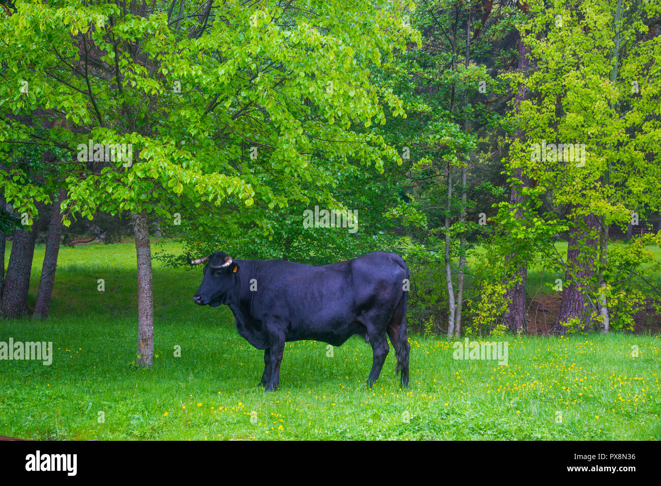 Mucca nera. Las Dehesas, Cercedilla, provincia di Madrid, Spagna. Foto Stock