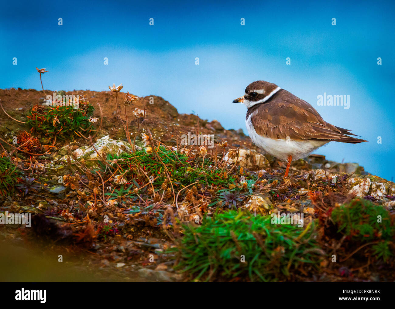 Comune di inanellare Plover Charadrius hiaticula Foto Stock