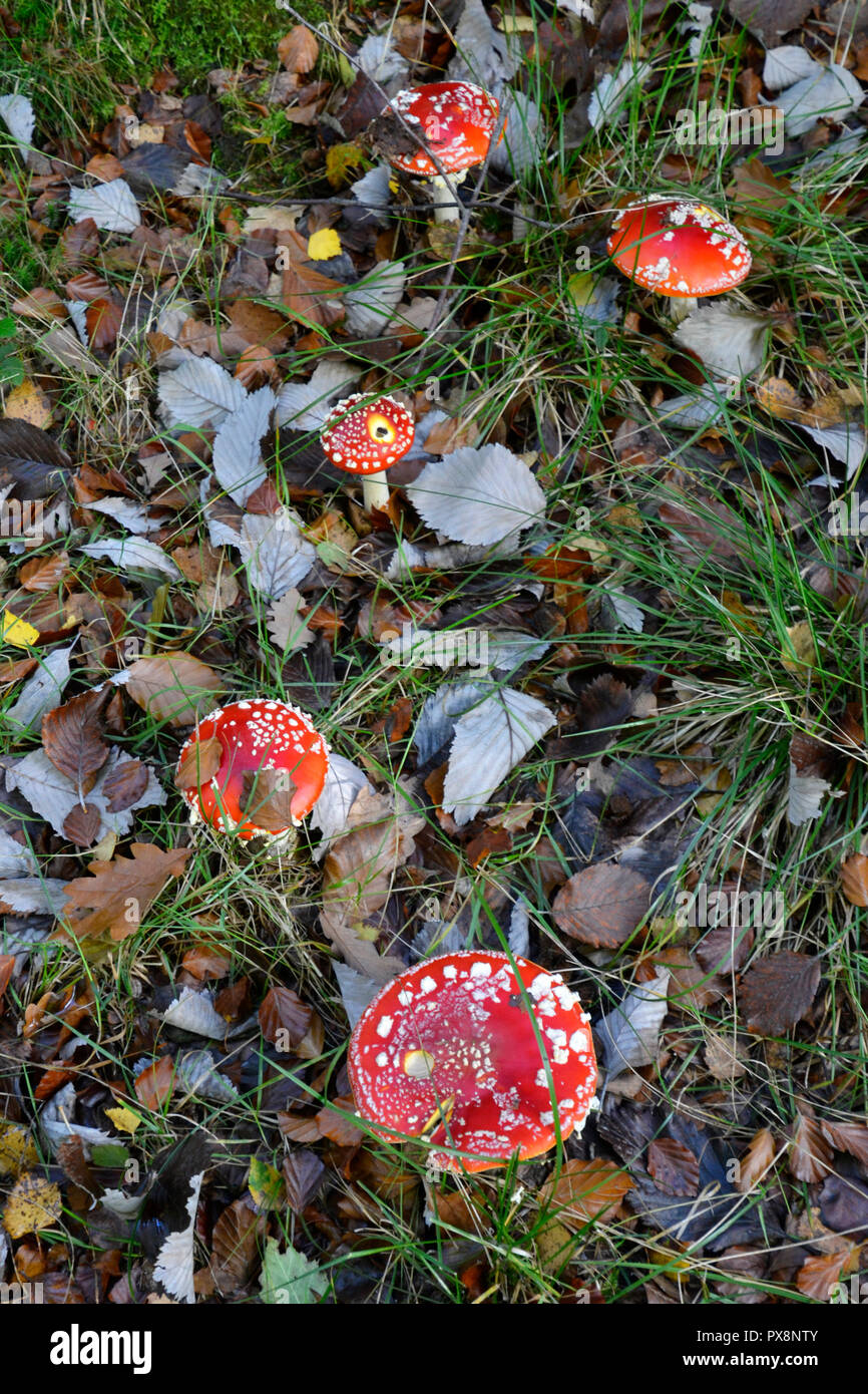 Fly agaric toadstool. Funghi foraggio a piedi in Hampden bosco. Buckinghamshire Chilterns, England, Regno Unito Foto Stock