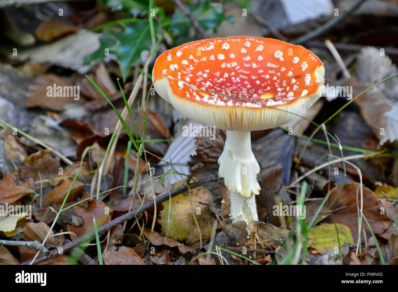 Fly agaric toadstool. Funghi foraggio a piedi in Hampden bosco. Buckinghamshire Chilterns, England, Regno Unito Foto Stock