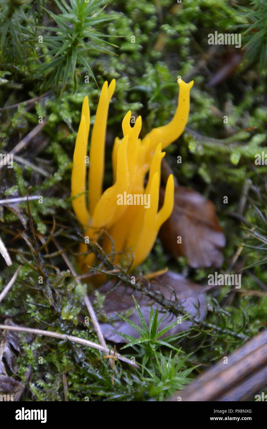 Giallo staghorn funghi Calocera viscosa) trovati su un foraggio funghi a piedi in Hampden bosco. Buckinghamshire Chilterns, England, Regno Unito Foto Stock
