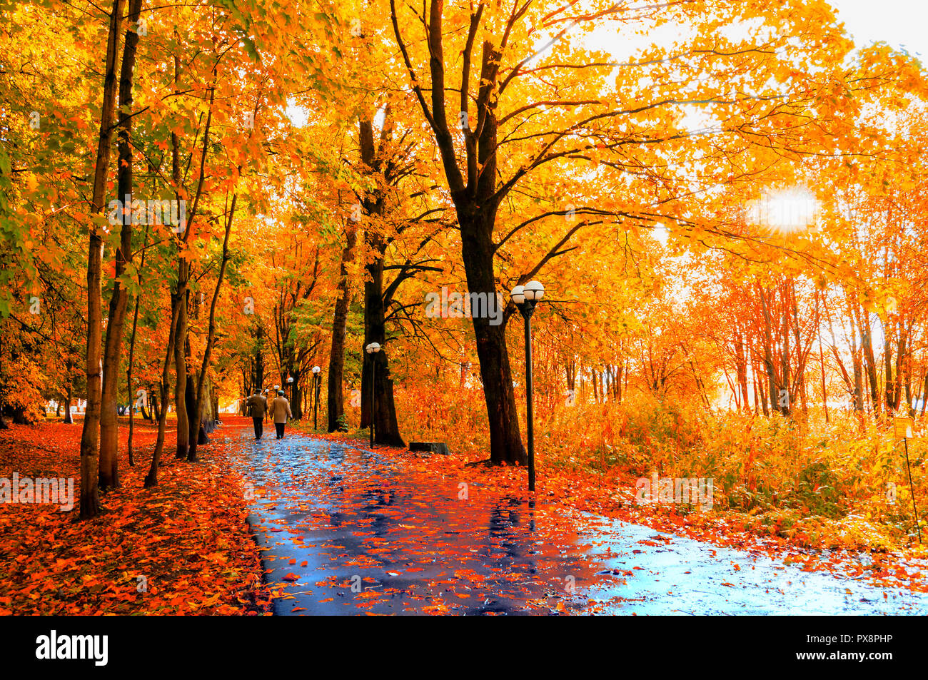 Paesaggio autunnale. In autunno gli alberi con foglie di colore giallo e foglie di autunno sulla strada asfaltata bagnata in autunno park alley dopo la pioggia Foto Stock
