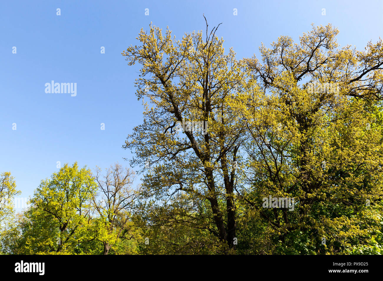 Alberi decidui di diversa età e di quote in un bosco misto con diverse foglie nel parco, molla Foto Stock