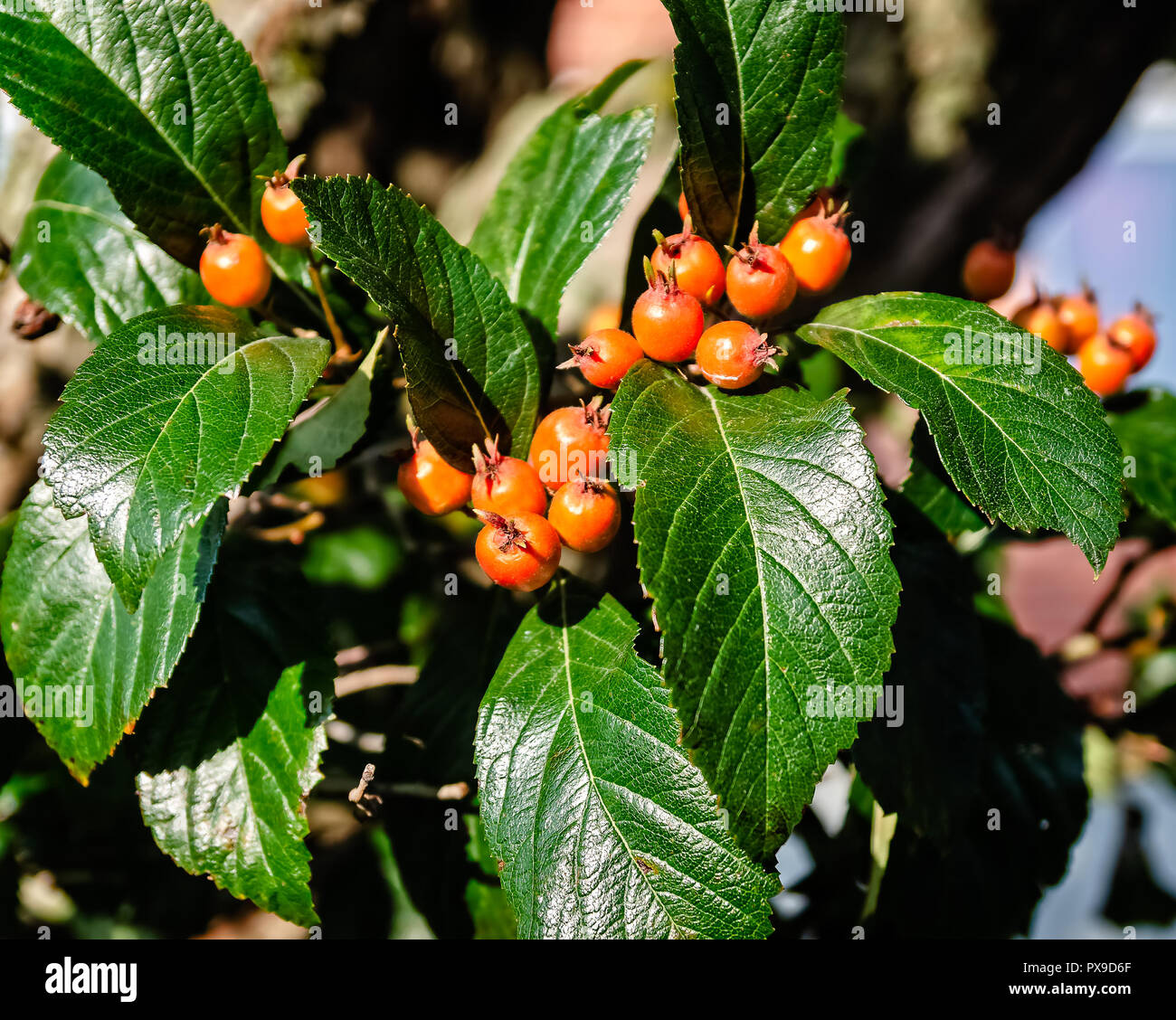 Bacche di colore arancione e verde delle foglie. Foto Stock