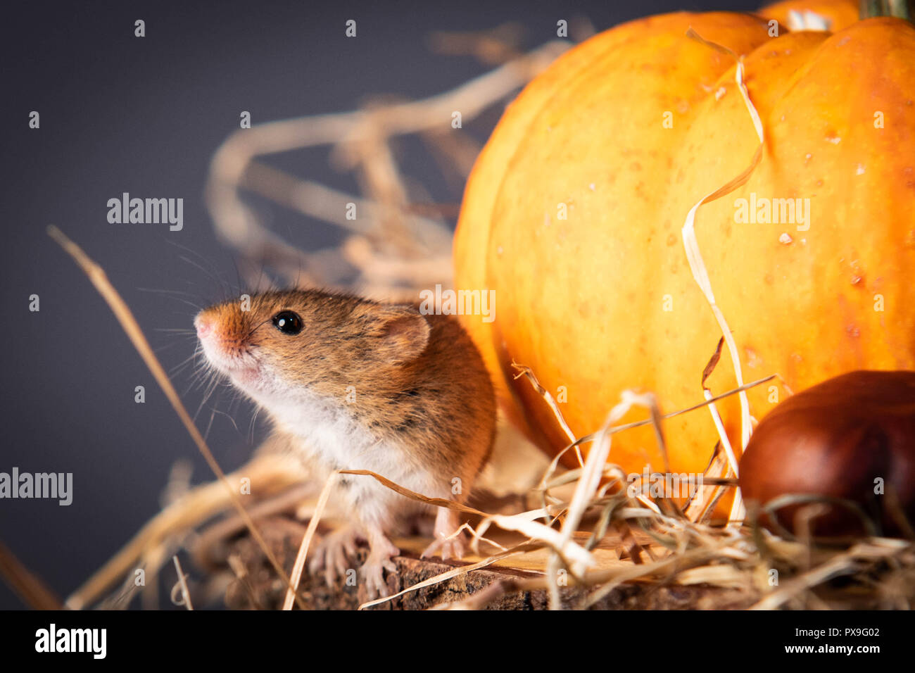 Vista dettagliata del campo del mouse in autunno Foto Stock