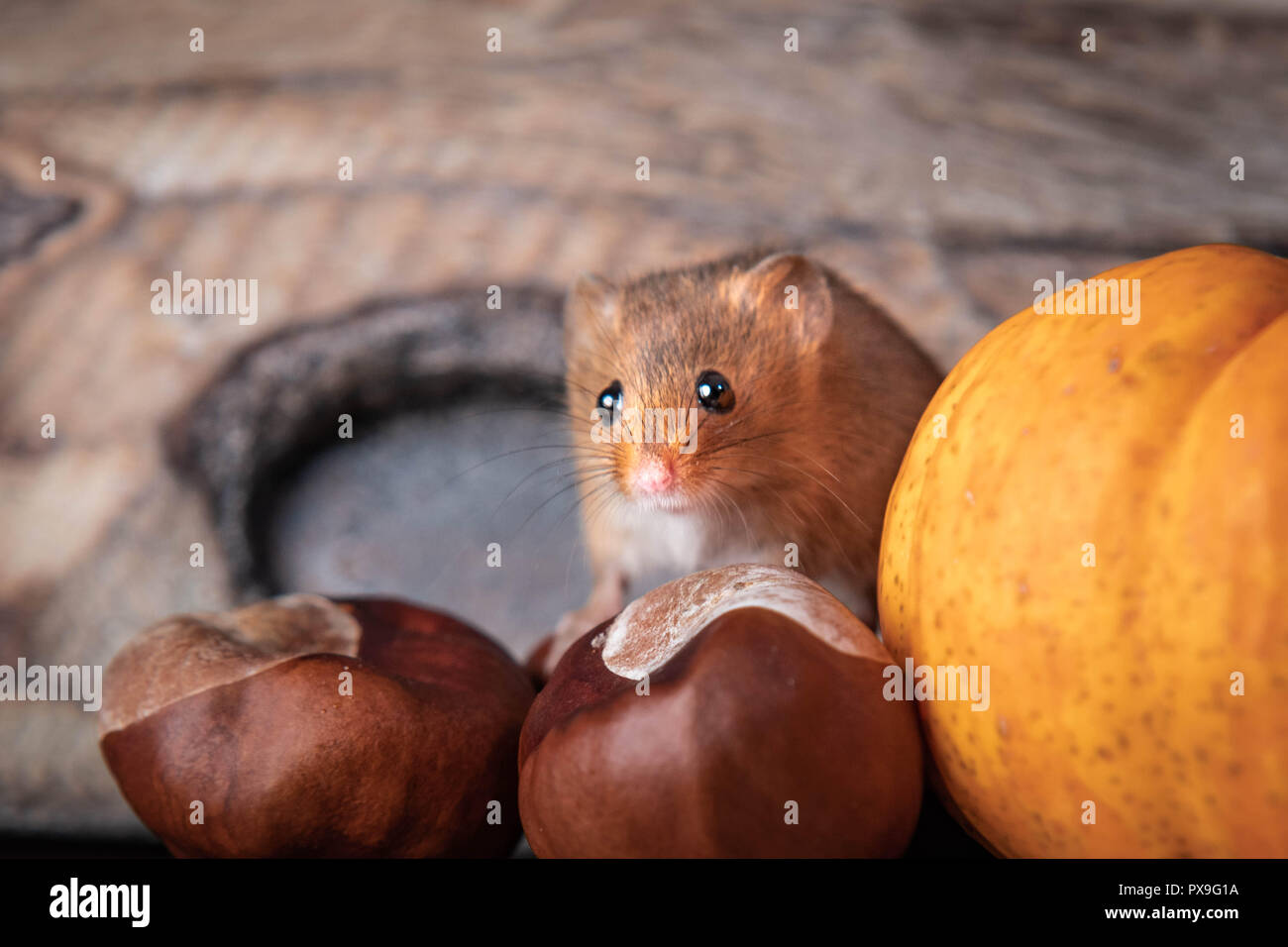 Vista dettagliata del campo del mouse in autunno Foto Stock