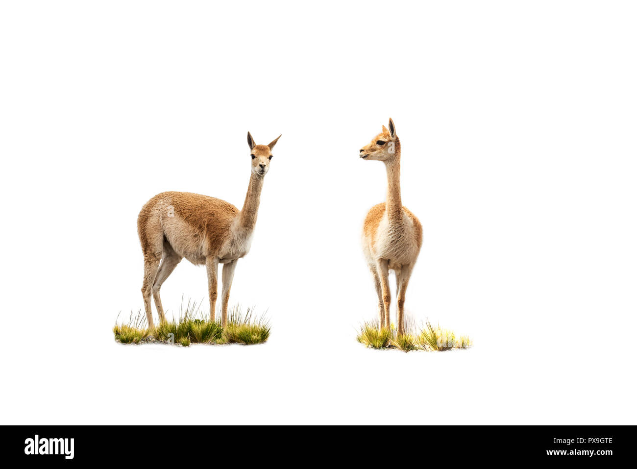 Due vicuñas su sfondo bianco, si guarda alla telecamera guarda al primo Foto Stock