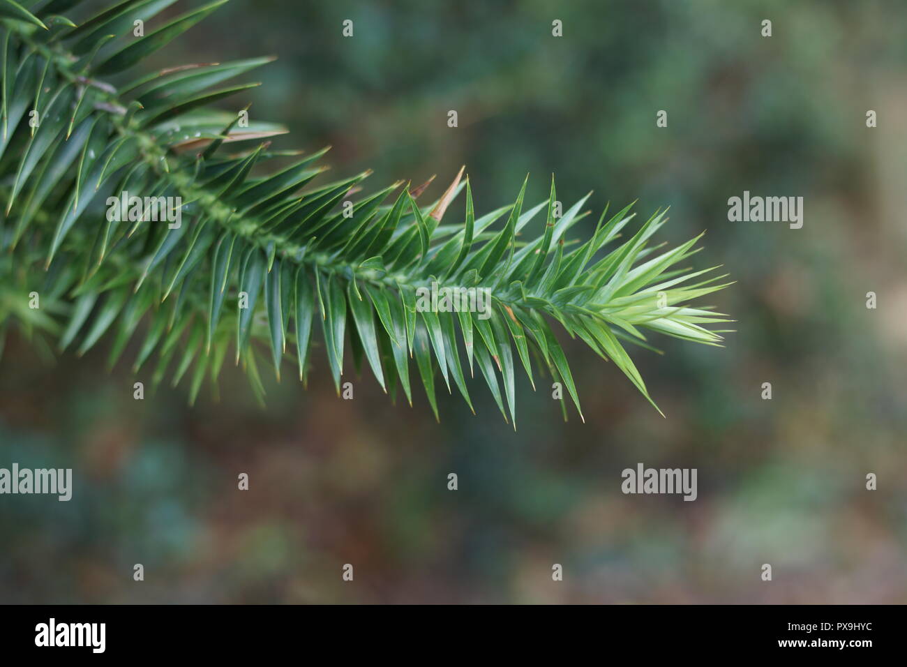 Araucaria angustifolia Foto Stock