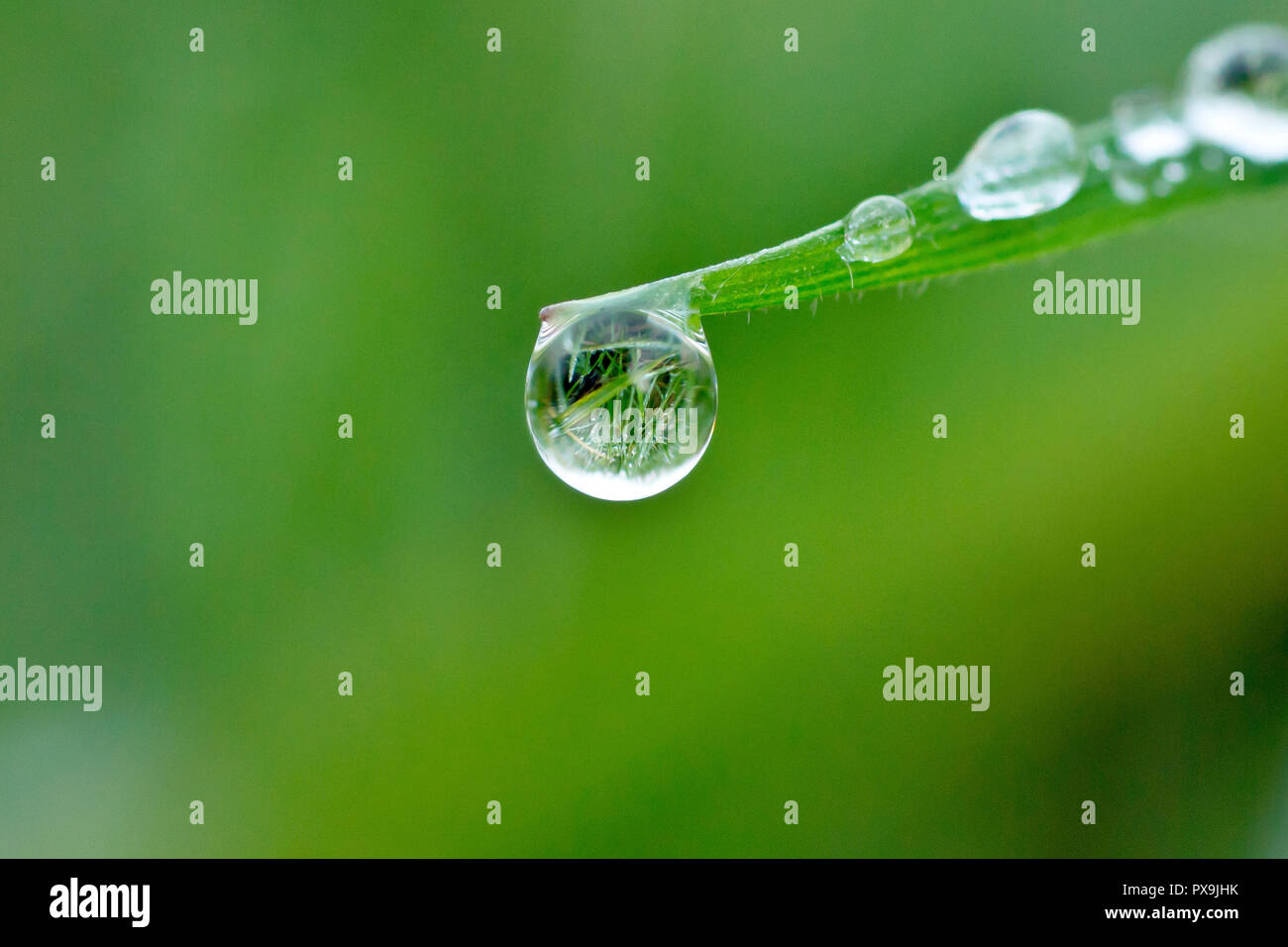 Close up di un dewdrop appeso alla estremità di una lama di erba con bassa profondità di campo. Foto Stock