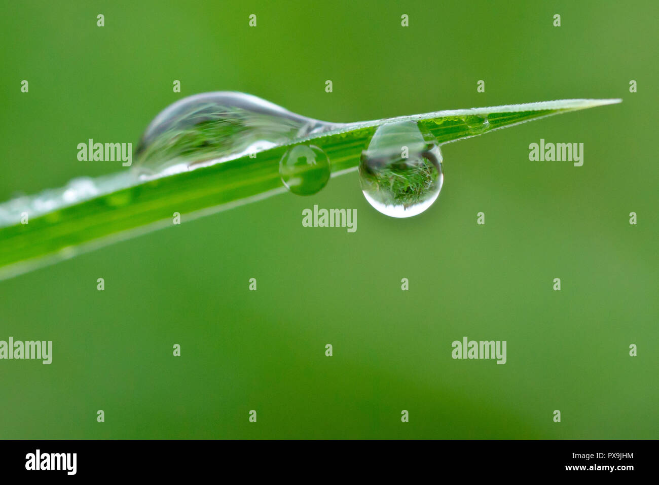 Close up di un dewdrop appeso alla estremità di una lama di erba con bassa profondità di campo. Foto Stock