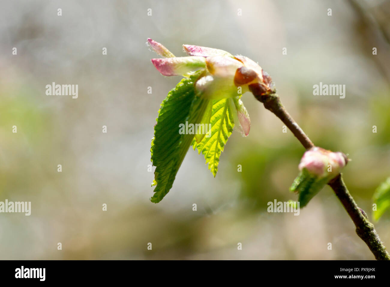 Wych olmo (Ulmus glabra), close up di retro-illuminato lascia emergere dal loro gemme in primavera. Foto Stock