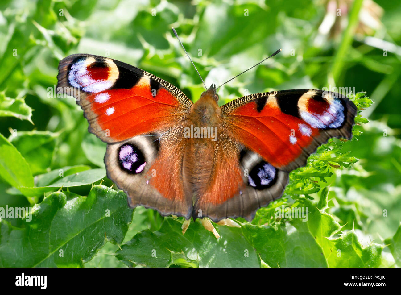 Farfalla pavone (aglais io), noto anche come il pavone europea, a riposo su alcune foglie di cardo. Foto Stock