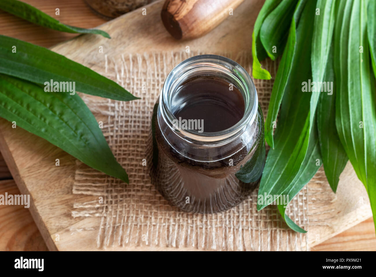 Un vasetto di fatti in casa di piantaggine ribwort uno sciroppo contro la tosse con foglie fresche Foto Stock