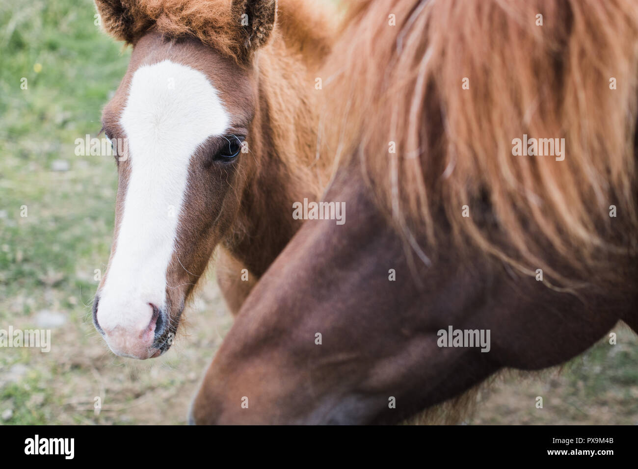 Close-up di cavalli islandesi sul campo aperto. Foto Stock