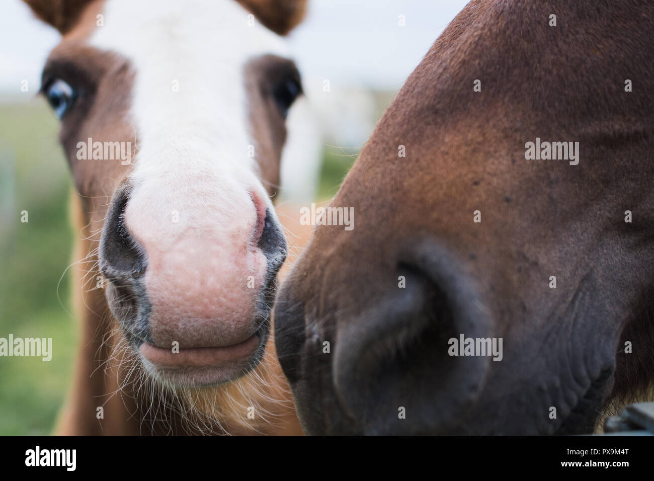 Close-up di cavalli islandesi sul campo aperto. Foto Stock