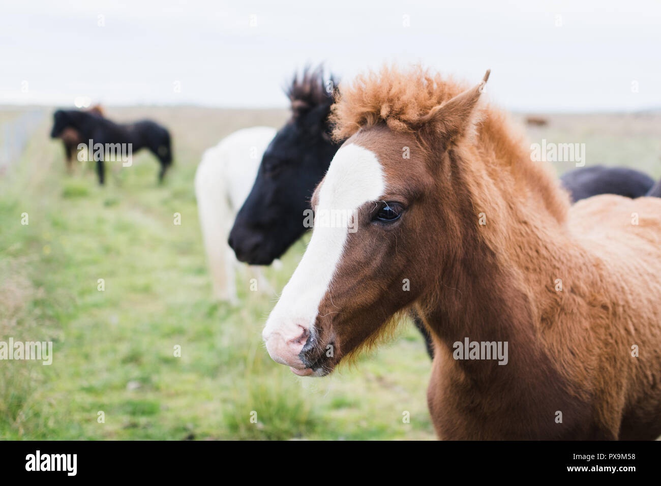 Close-up di cavalli islandesi sul campo aperto. Foto Stock