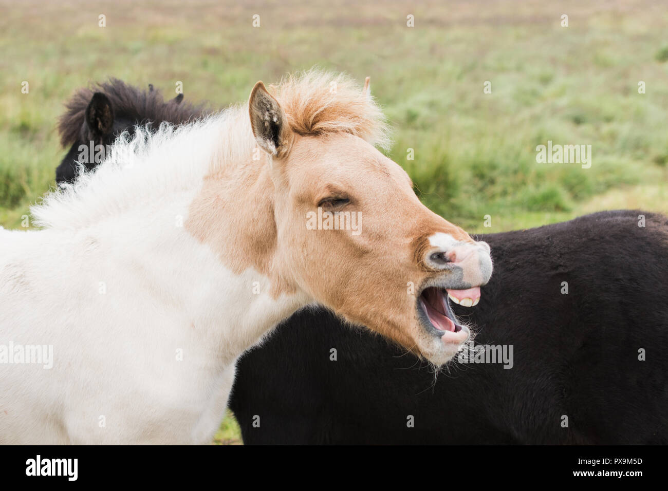 Close-up del cavallo islandese con la bocca aperta come se ridere o urlando. Foto Stock