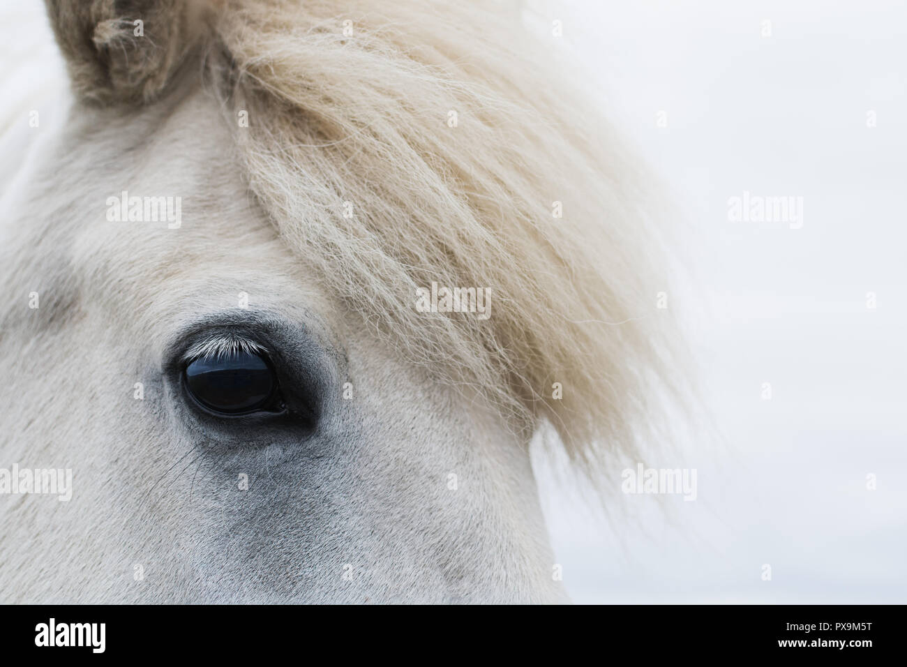 Close-up di islandese cavallo bianco con il fucus sull'occhio Foto Stock