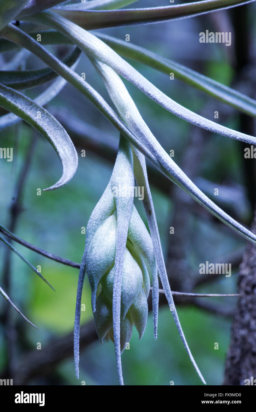 Impianto di aria in fiore Foto Stock