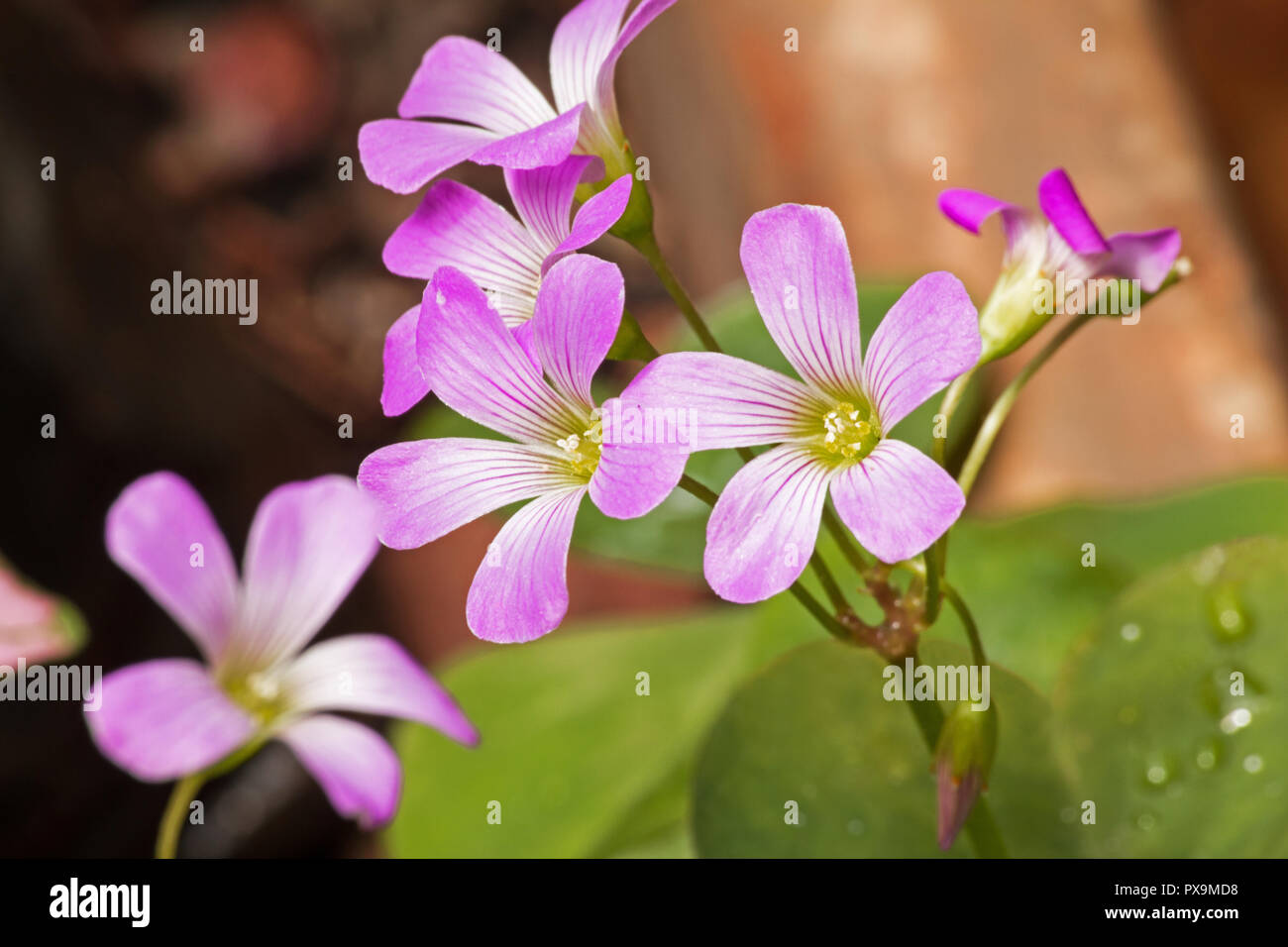 Trifoglio di sbocciare dei fiori Foto Stock