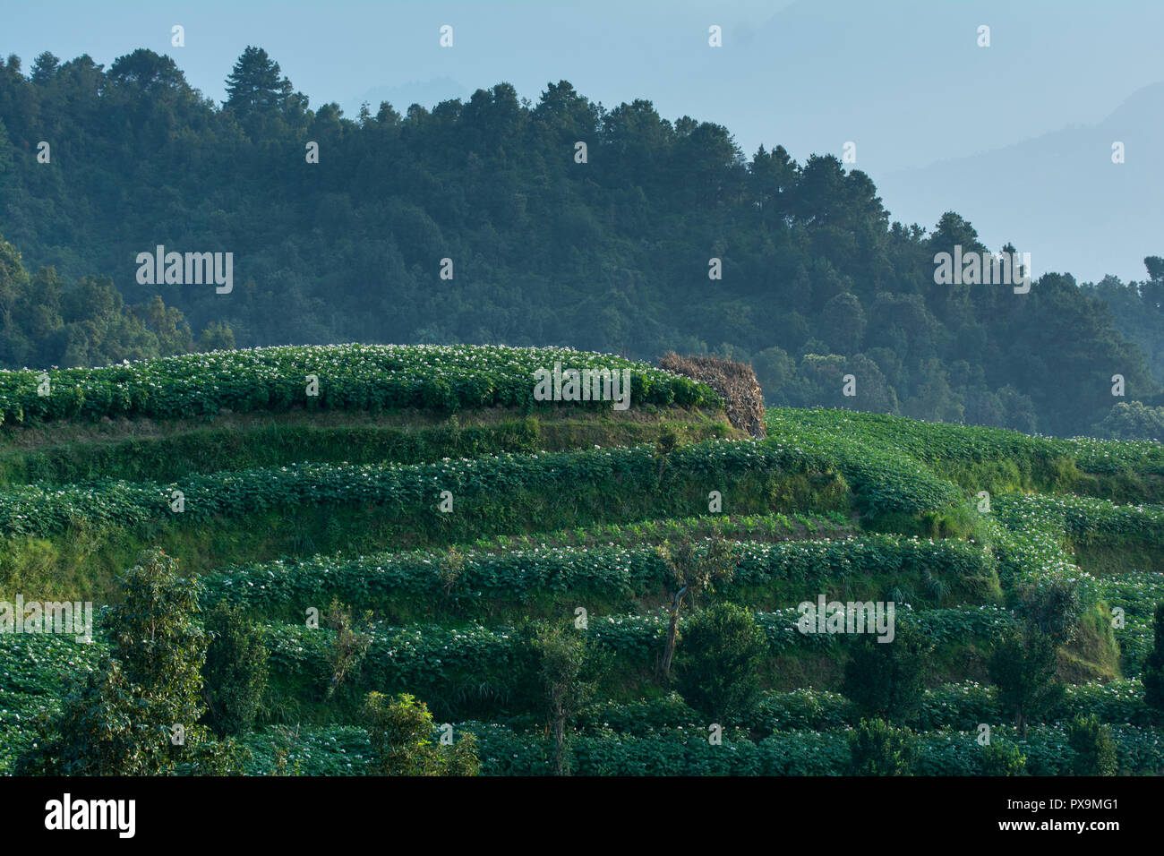 Patate campo di fattoria Foto Stock